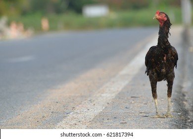 Descubre el mundo emocionante del Juego de Carretera de la Gallina en España, chicken road game